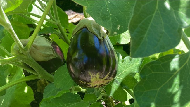 A green eggplant ripens on deep green vines.