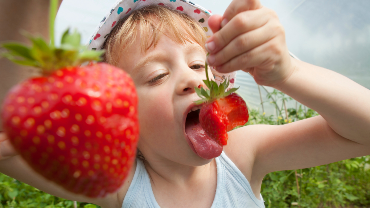 A child enjoys ripe strawberries.