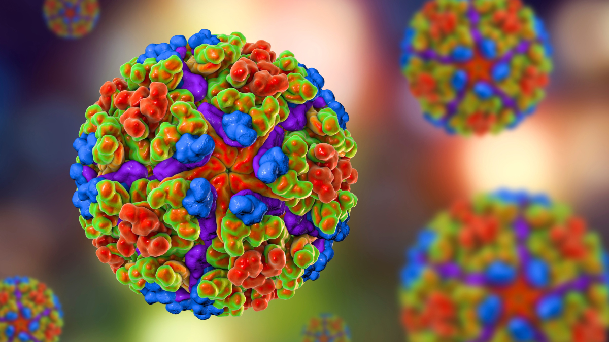 A virus remodels infected cells to ward off antibody attack.