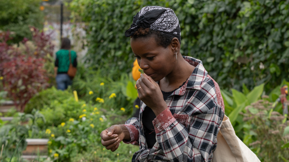A farmgoer examines vegetables at the New Roots community farm.