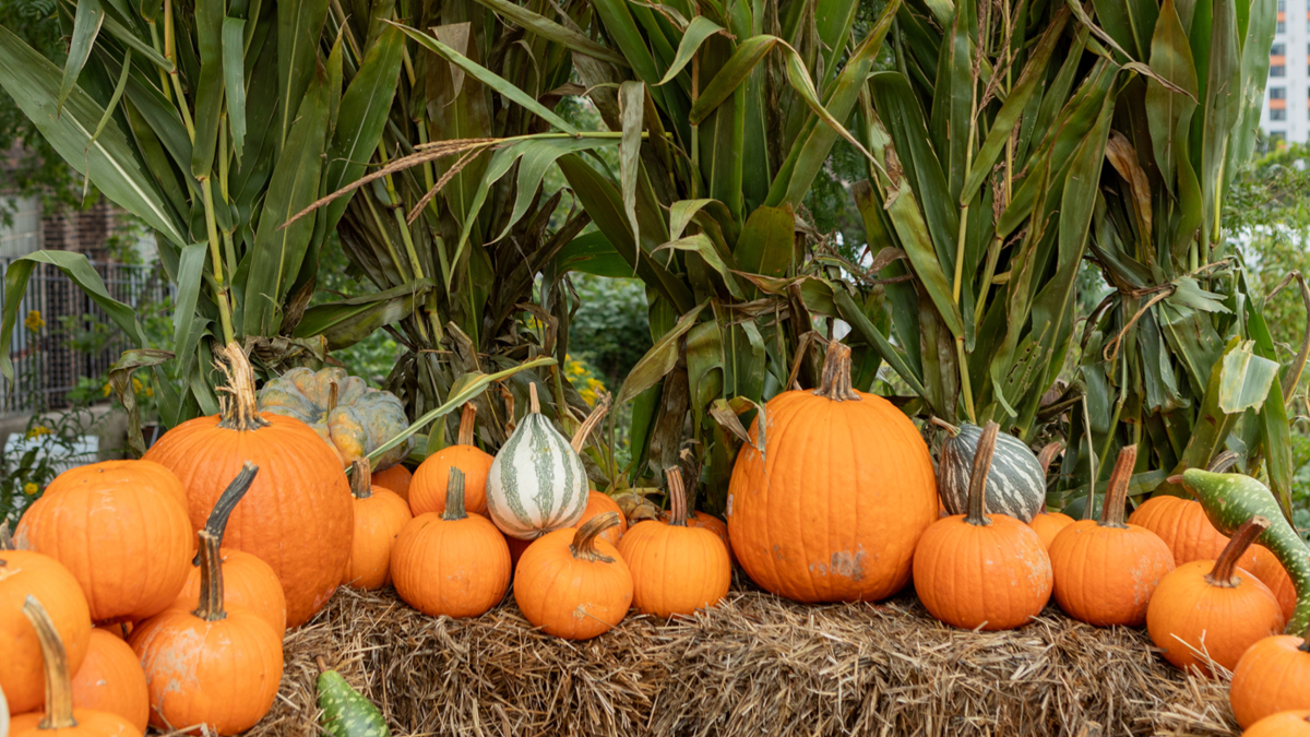 A row of over a dozen bright orange pumpkins and green and white striped gourds arranged attractively on a haybale.