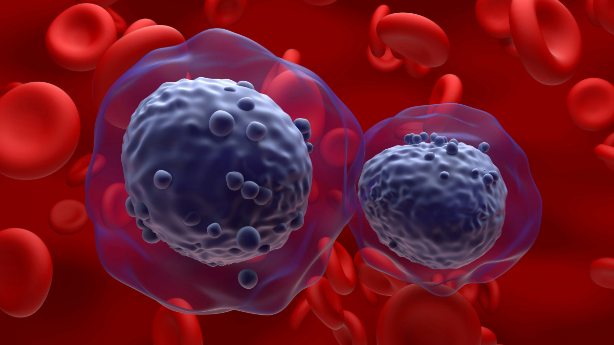Two cells rendered in dark purple interact over a red field of red blood cells.