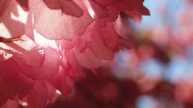 Pink flowers