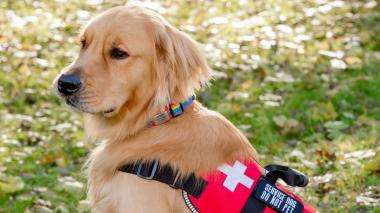 A golden retriever dog wearing a red service dog vest.