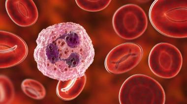 Illustration of Red Blood Cells