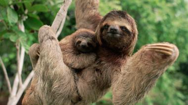 Two three-toed sloths,a parent and a baby, hang from a branch in front of a leafy backdrop.