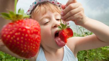 A child enjoys ripe strawberries.