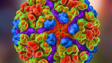 An artists rendering of the surface of the Chikungunya virus.