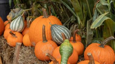 A row of bright orange pumpkins and green and white striped gourds.
