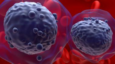 Two cells rendered in dark purple interact over a red field of red blood cells.