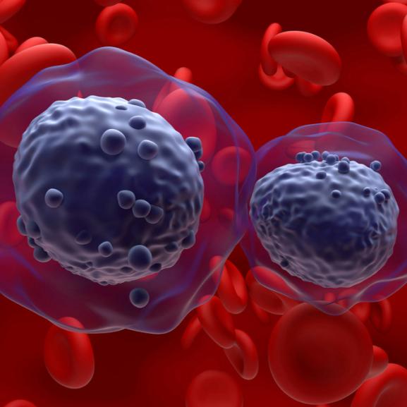 Two cells rendered in dark purple interact over a red field of red blood cells.